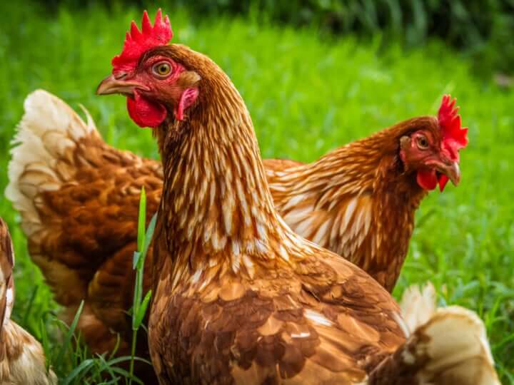 protein and calcium supplements for hens