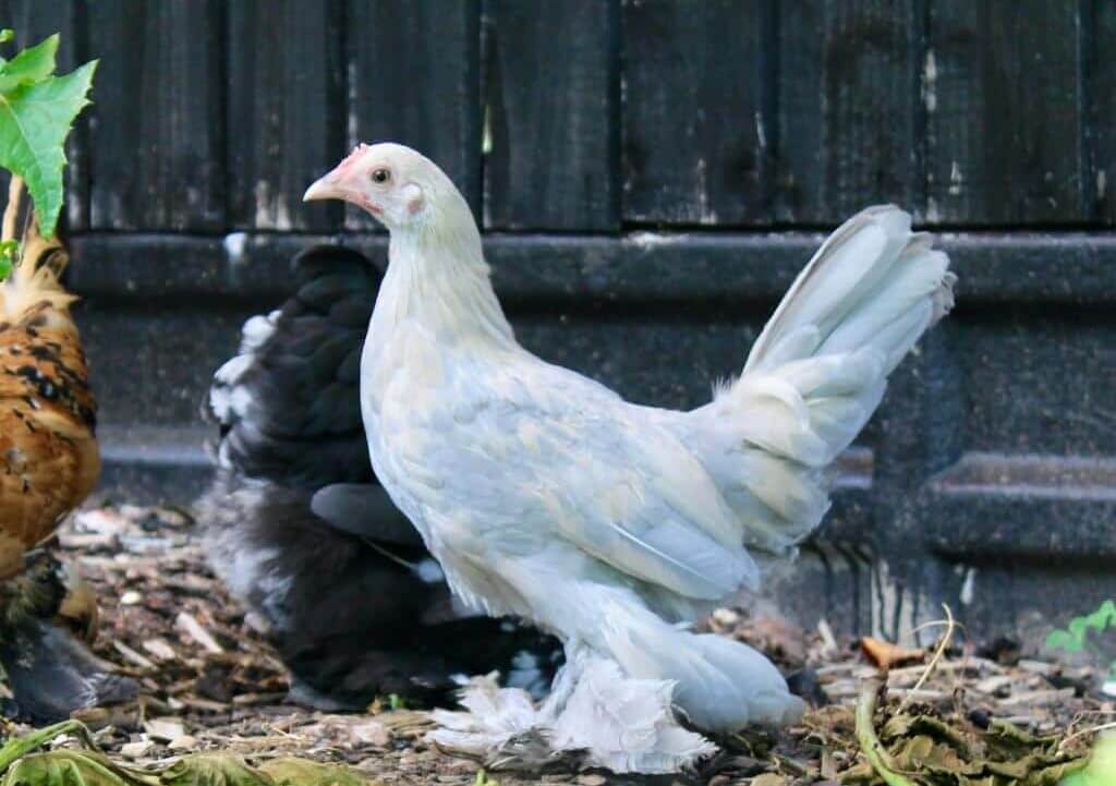 silver bantam hen