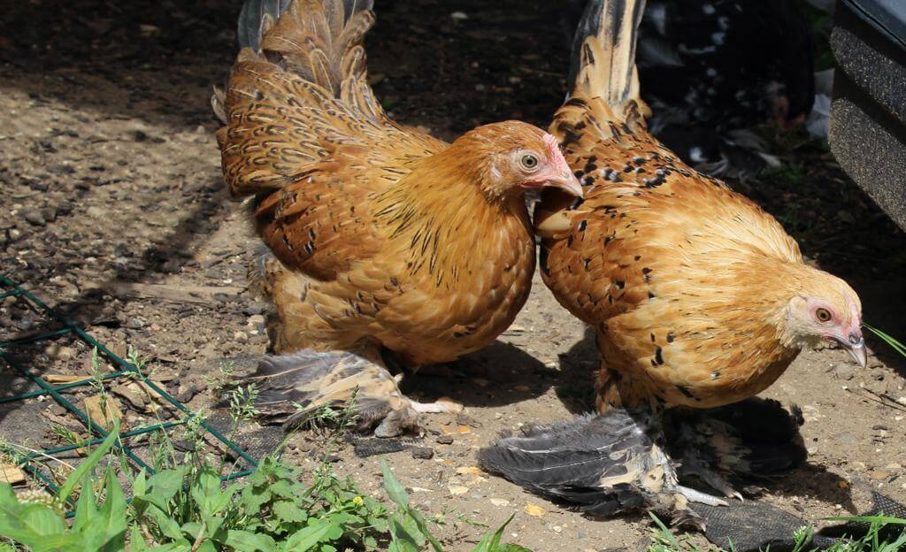 brown bantam hens