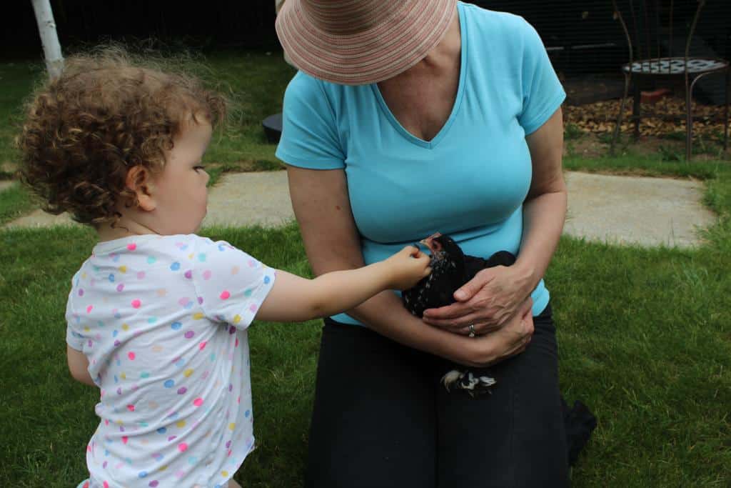 integrating chickens into family live with children