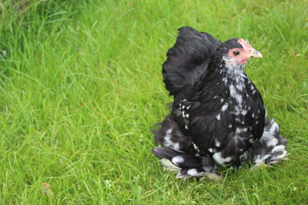 black bantam hen