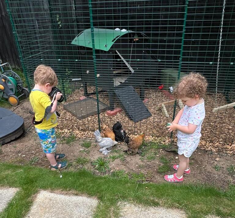 children interacting with chickens