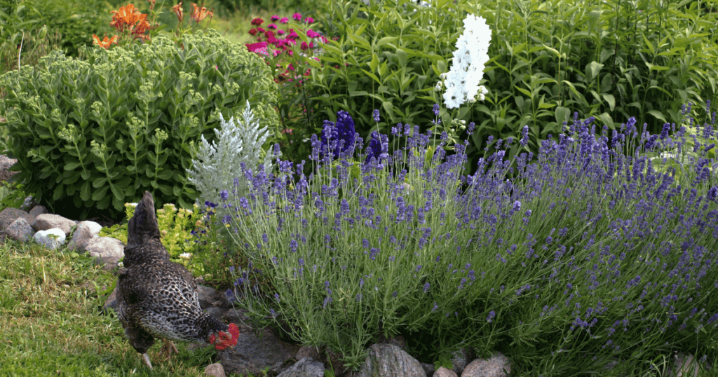 hens in beautiful garden - sustainable chicken keeping