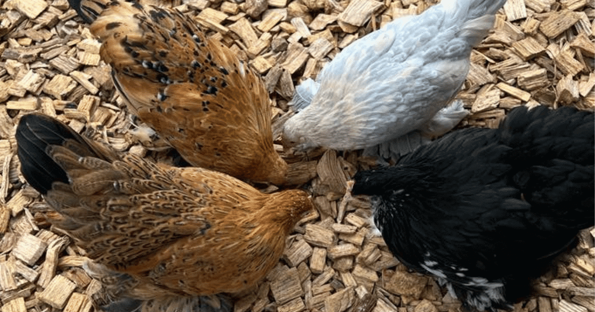 The ECOnourish hens