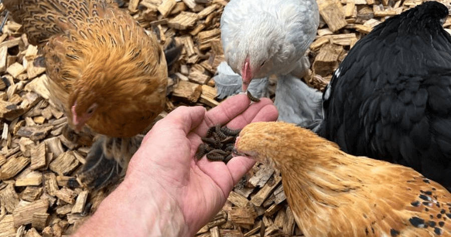 ECOnourish hens eating calci worms