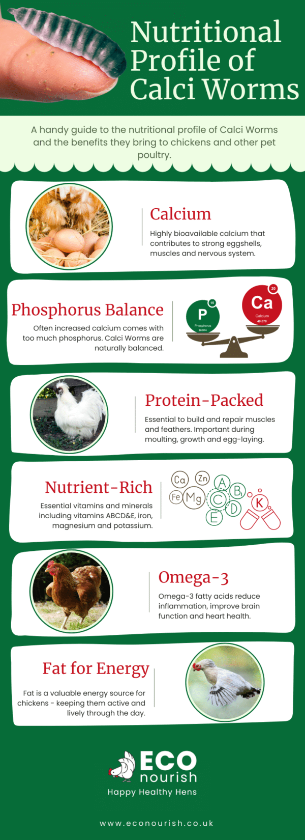 Guide to Calci Worms for Chickens Why They’re the Ultimate Superfood