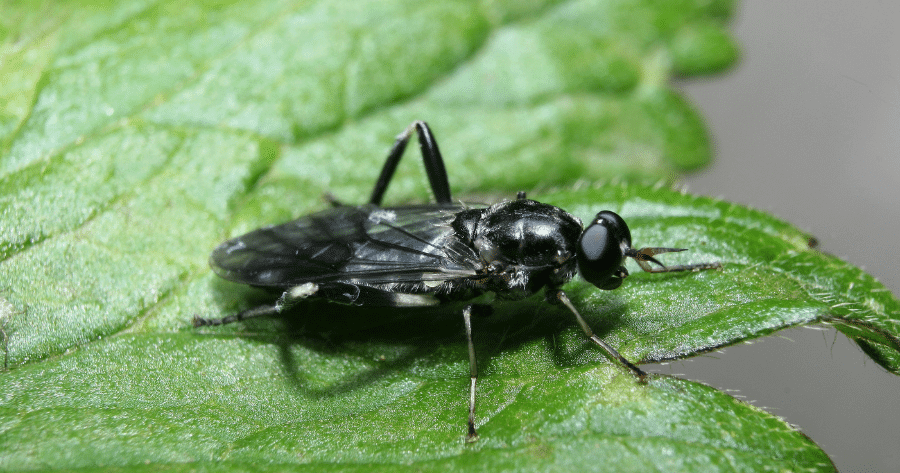 black soldier fly