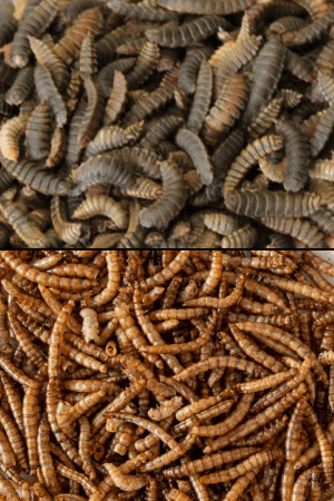 calci worms vs mealworms