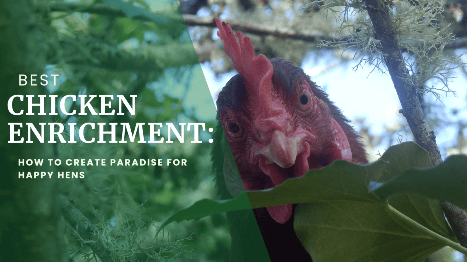 text: best chicken enrichment: how to create a paradise for happy hens image: hen peeking out from behind leaves
