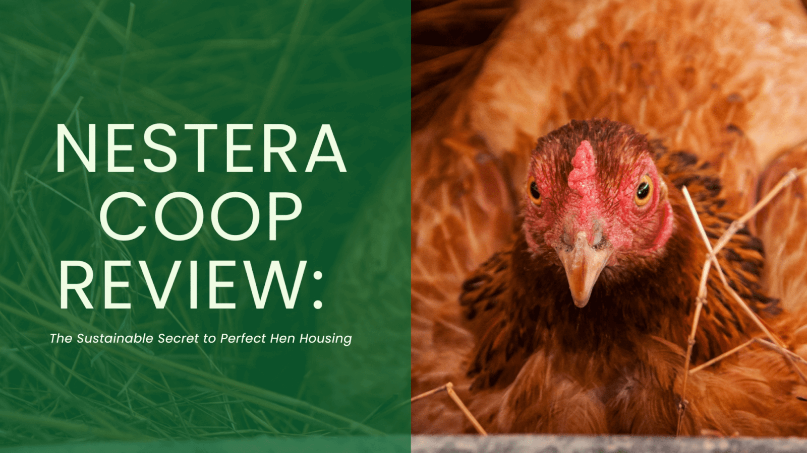 nestera coop review