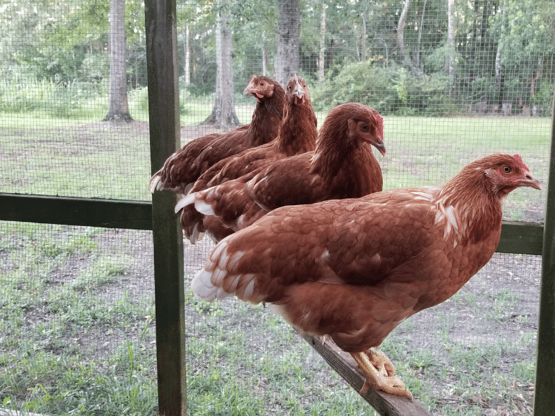 chickens perching natural enrichment