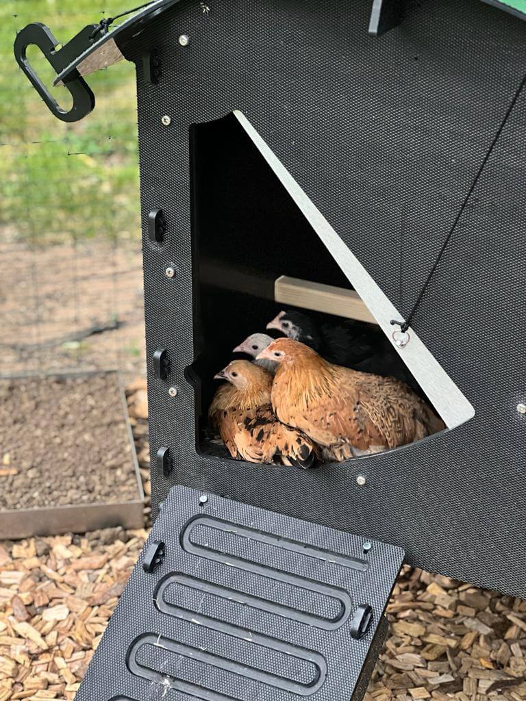 our hens inside their nestera coop