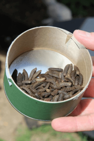 calci worms in lid