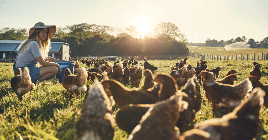 caring for free range chickens