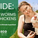 guide to calci worms for chickens