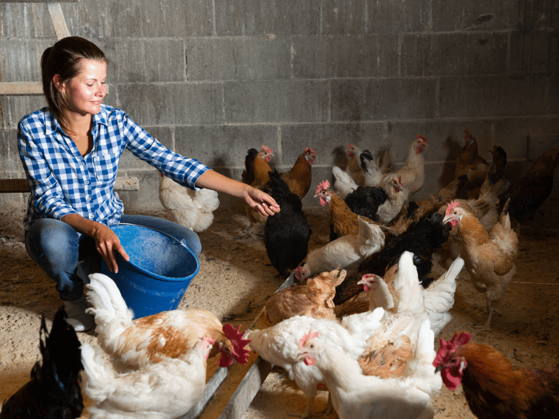 scatter feed chickens for enrichment