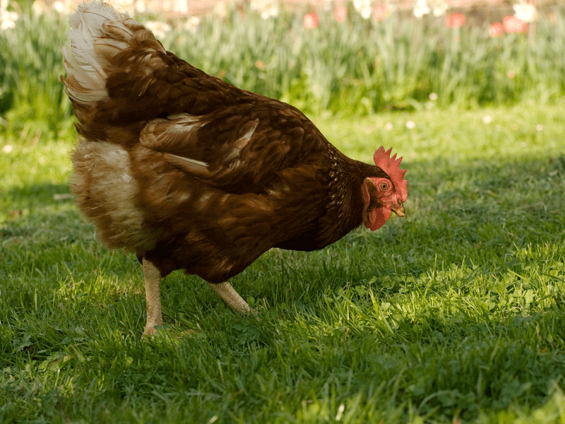 healthy happy hen