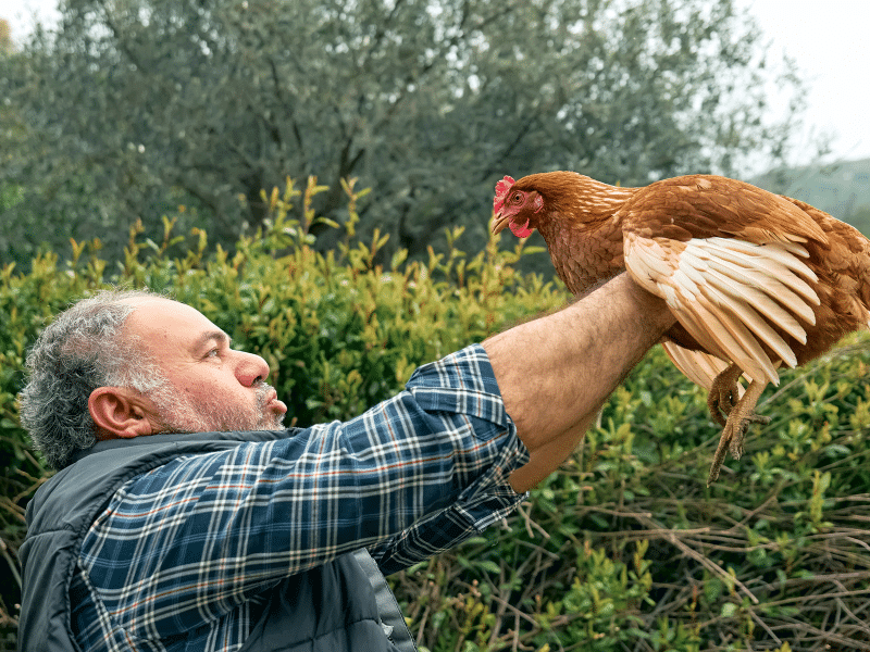 chicken keeper