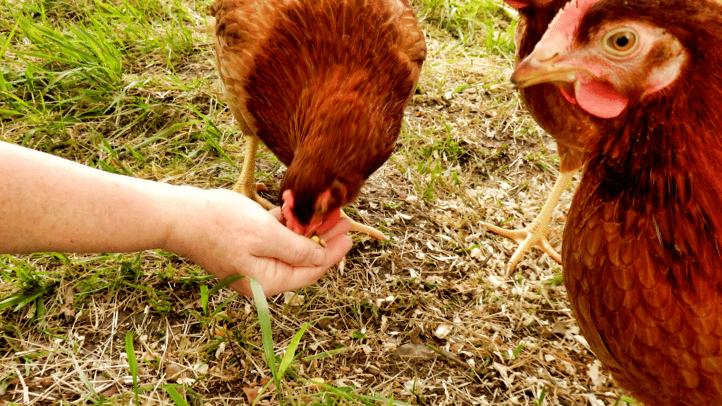 pet sitter feeding chickens