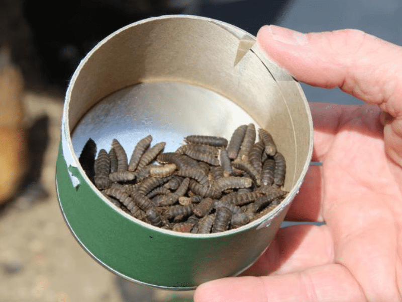 calci worms for chickens