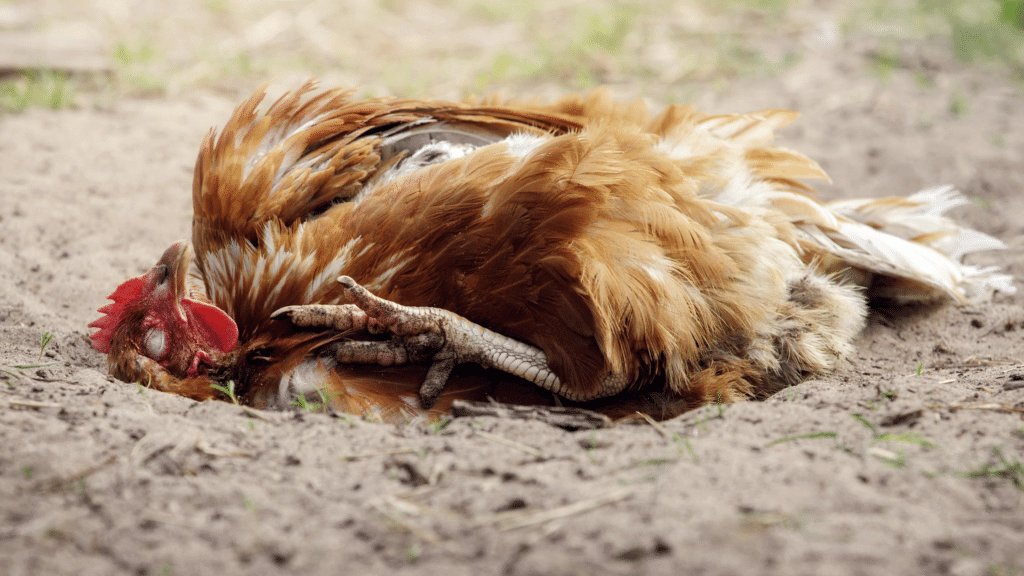 hen dust bath