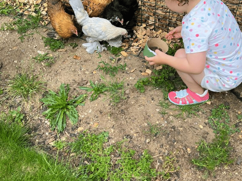 family pet chickens