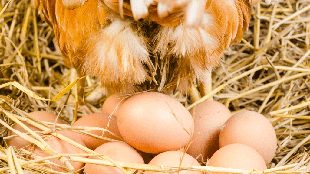egg laying - how to treat egg bound hen