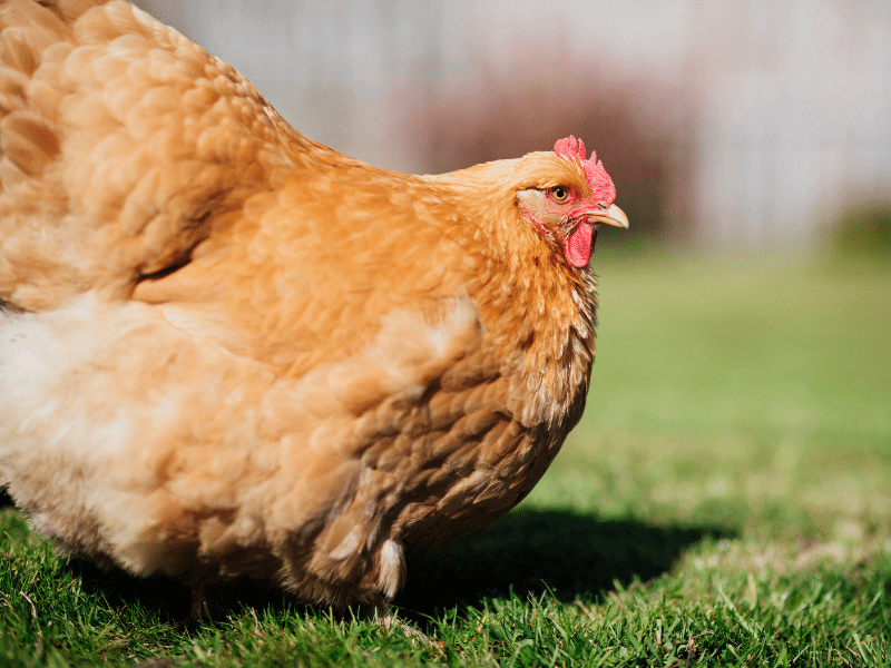 Buff Orpington