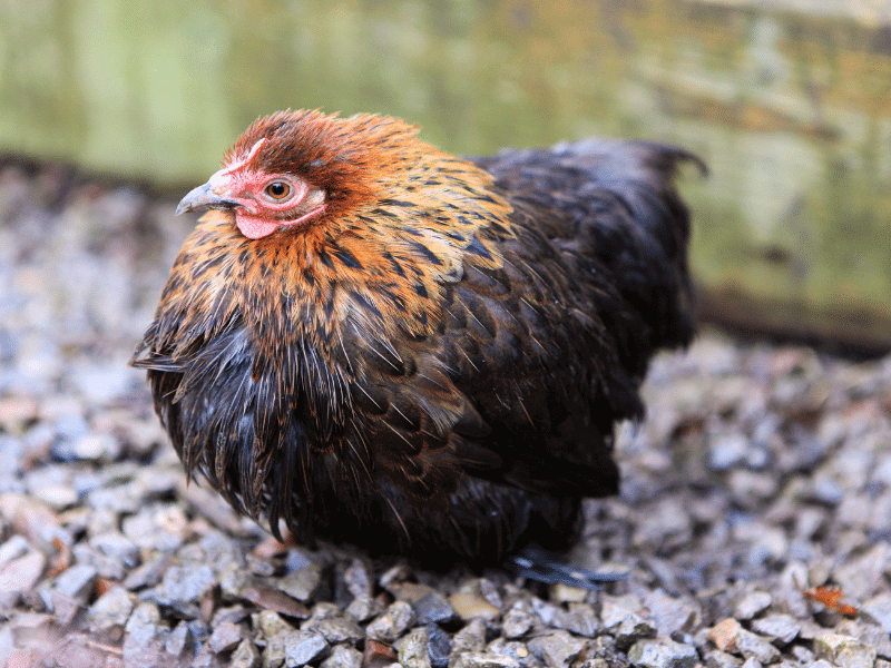 pekin bantams