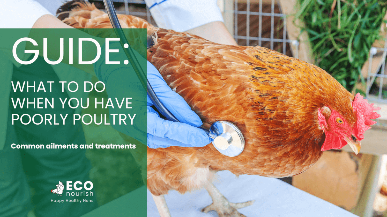 Poultry Health Guide: What to Do When You Have Poorly Poultry