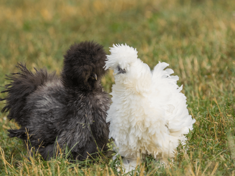 silkies