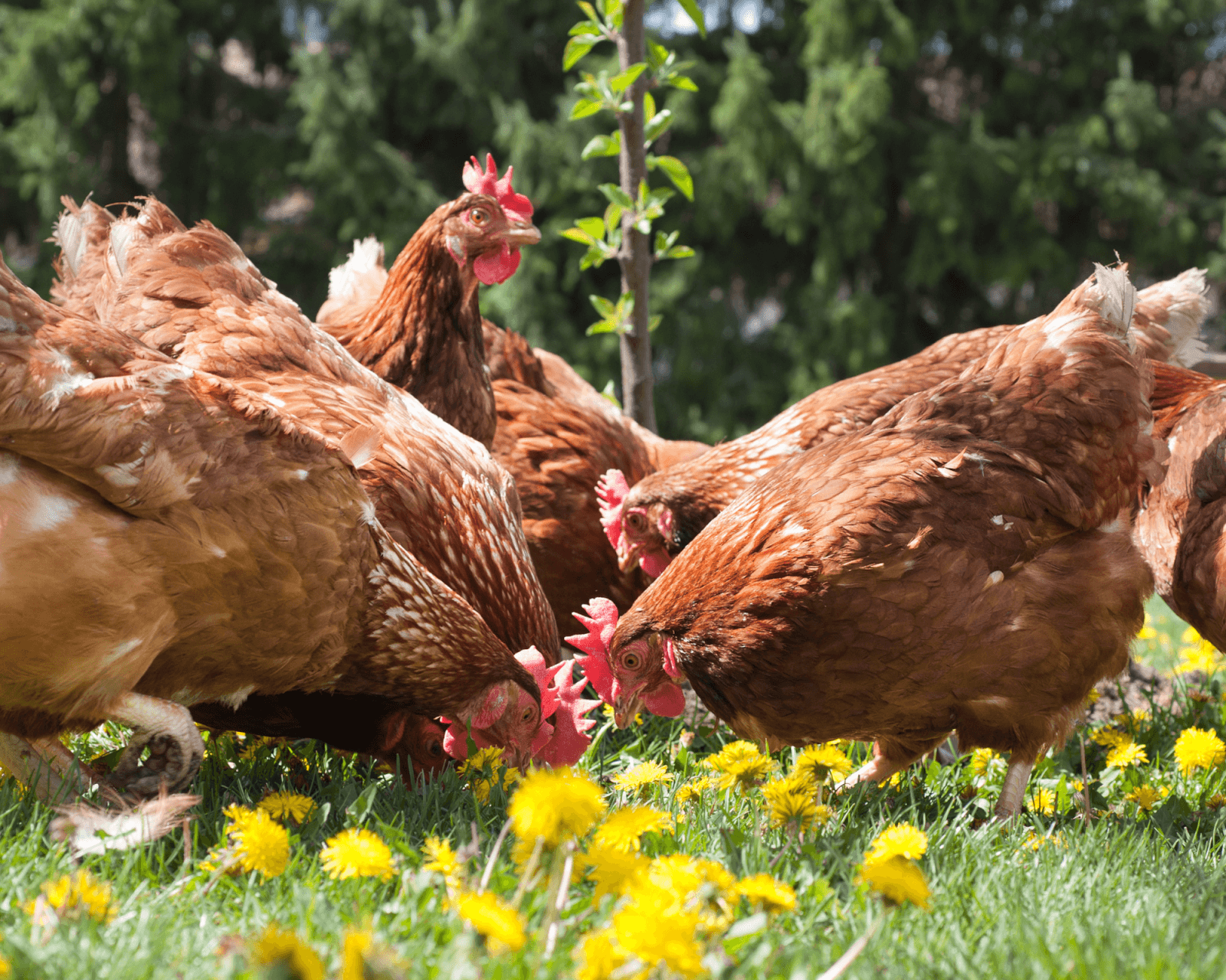 chickens living harmoniously