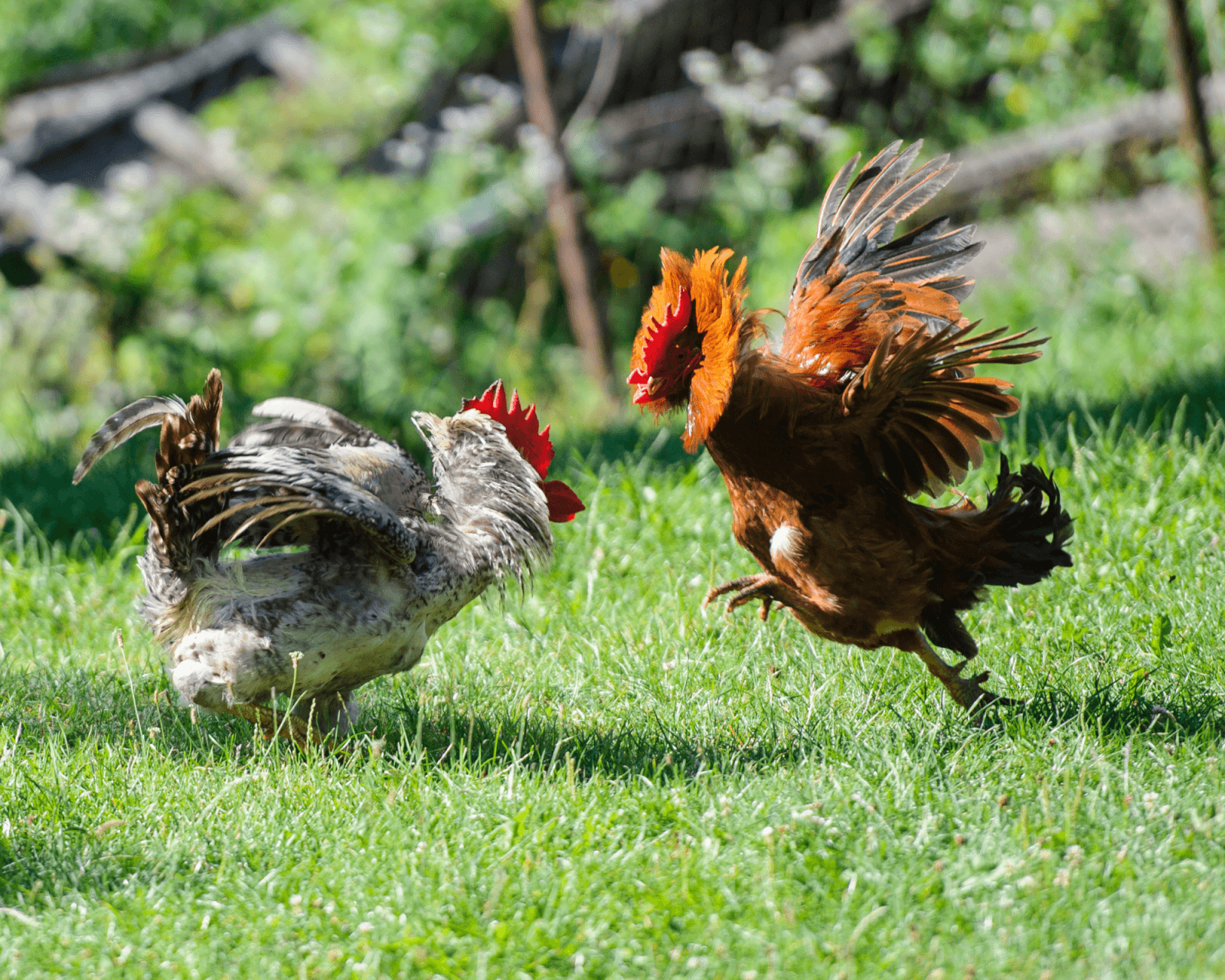 cockerels fighting for dominance in the pecking order