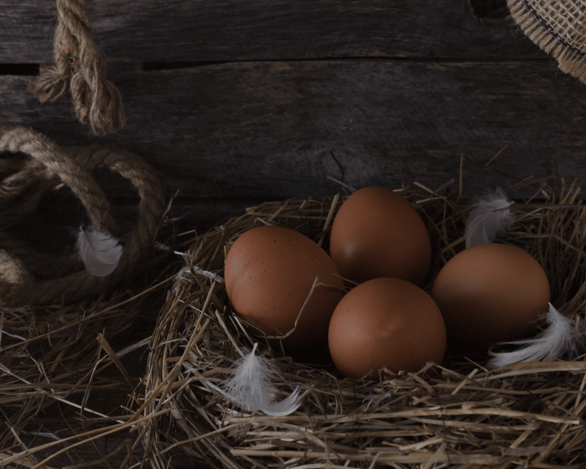 egg production in self sufficiency