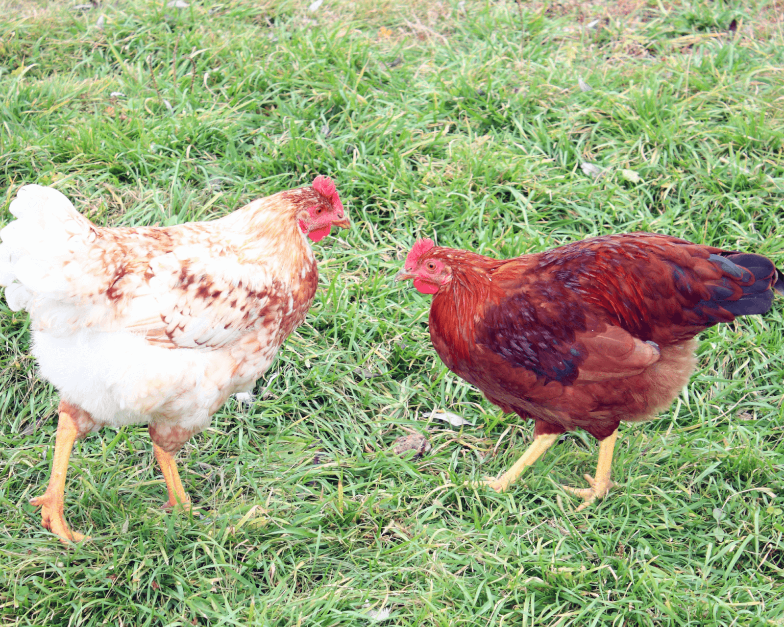 chickens posturing for dominance