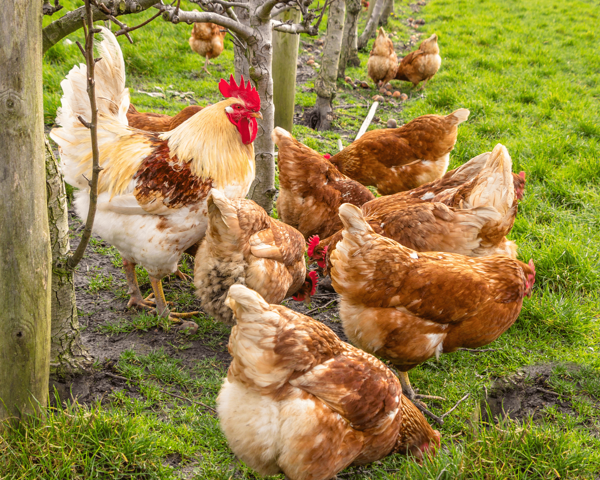 backyard chickens self sufficiency