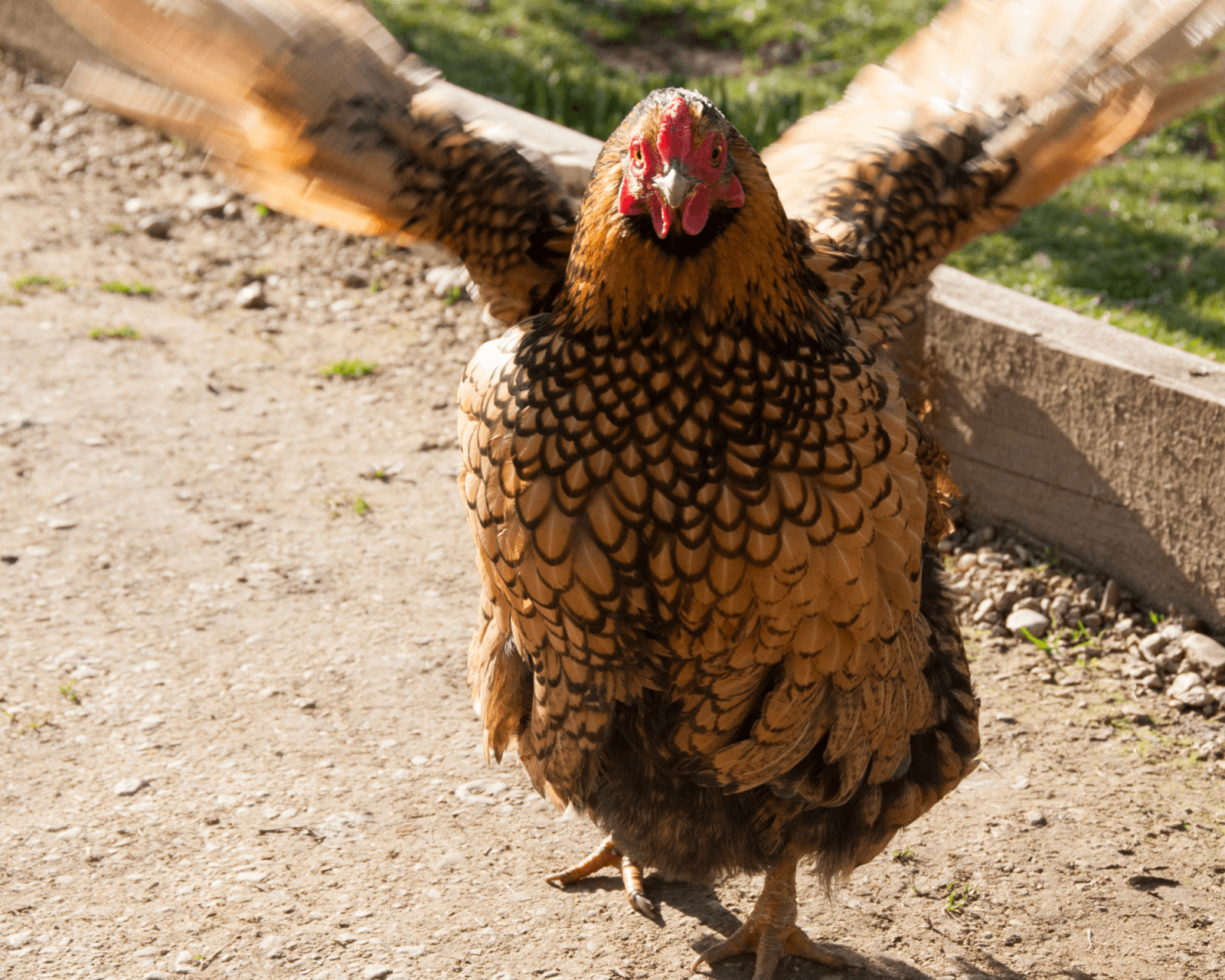 top hen spreading wings