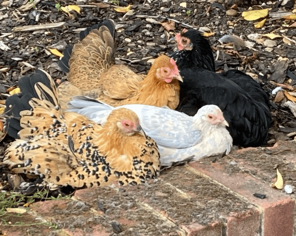 the four econourish hens from the clucking palace