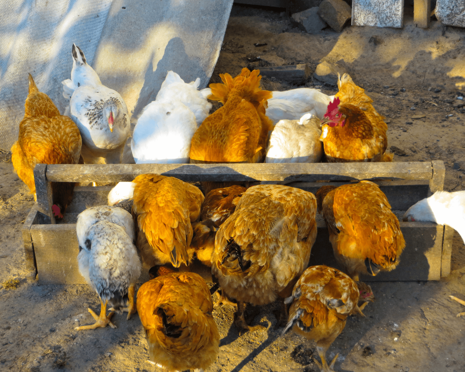 chickens feeding demonstrating pecking order
