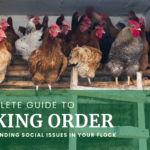 Text: Complete Guide to Pecking Order: Understanding Your Flock's Social Issues. Image: Roosting Hens