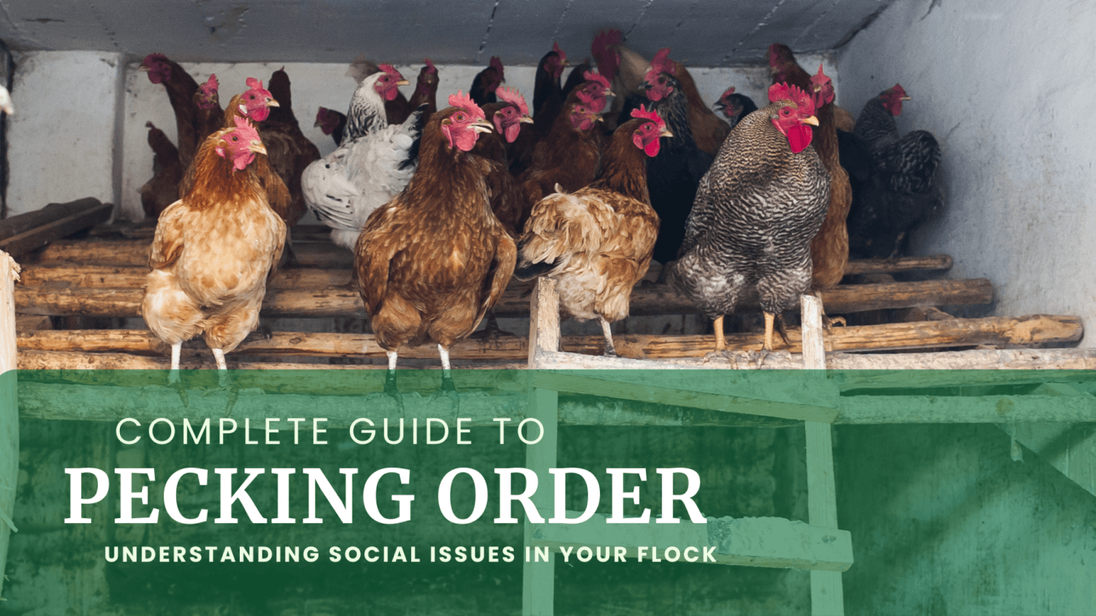 Text: Complete Guide to Pecking Order: Understanding Your Flock's Social Issues. Image: Roosting Hens