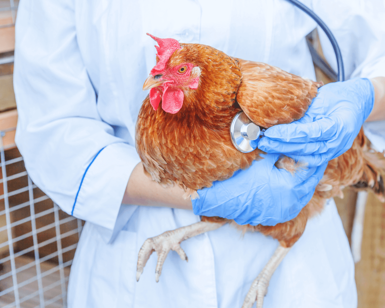 poultry vet