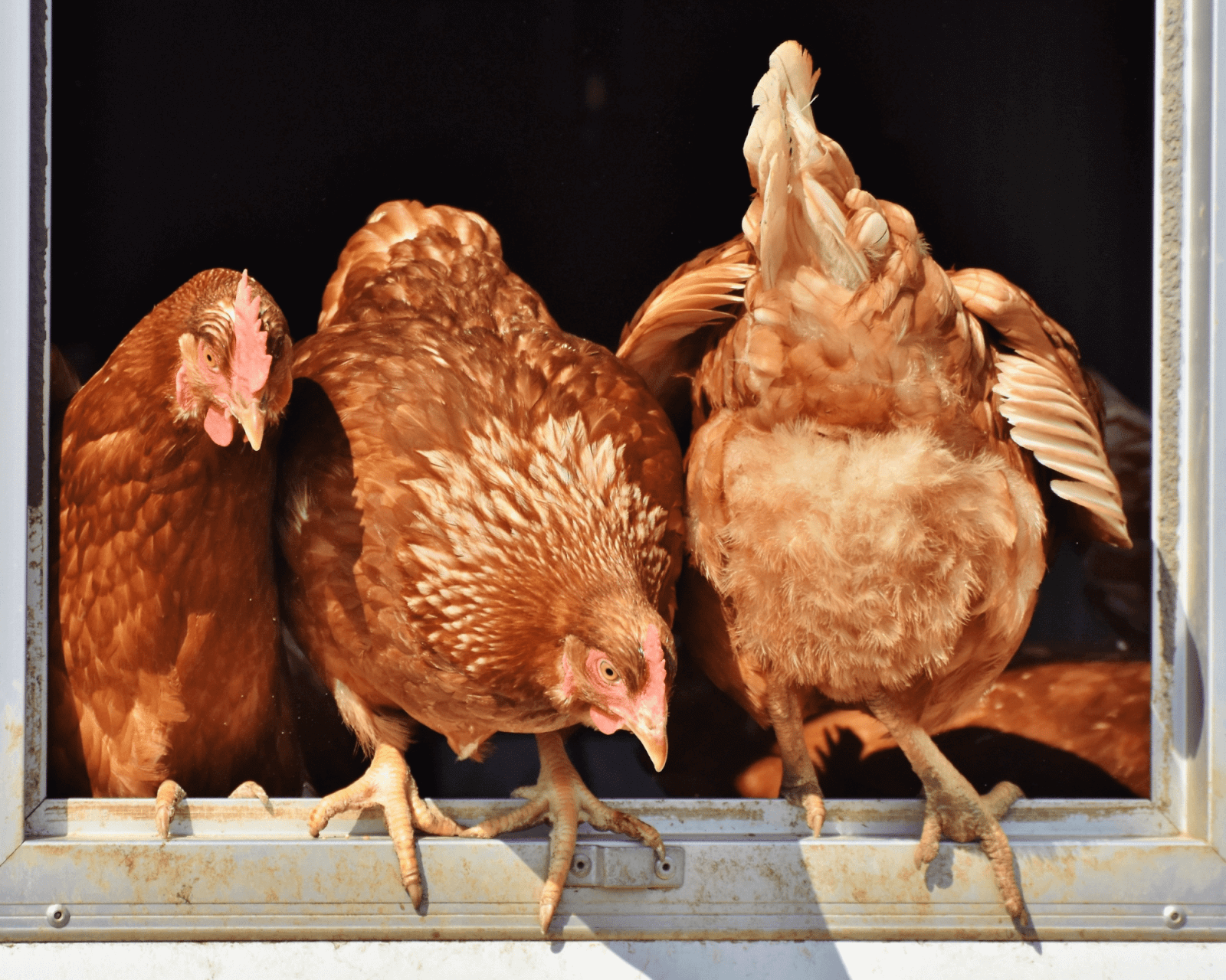 happy healthy hens