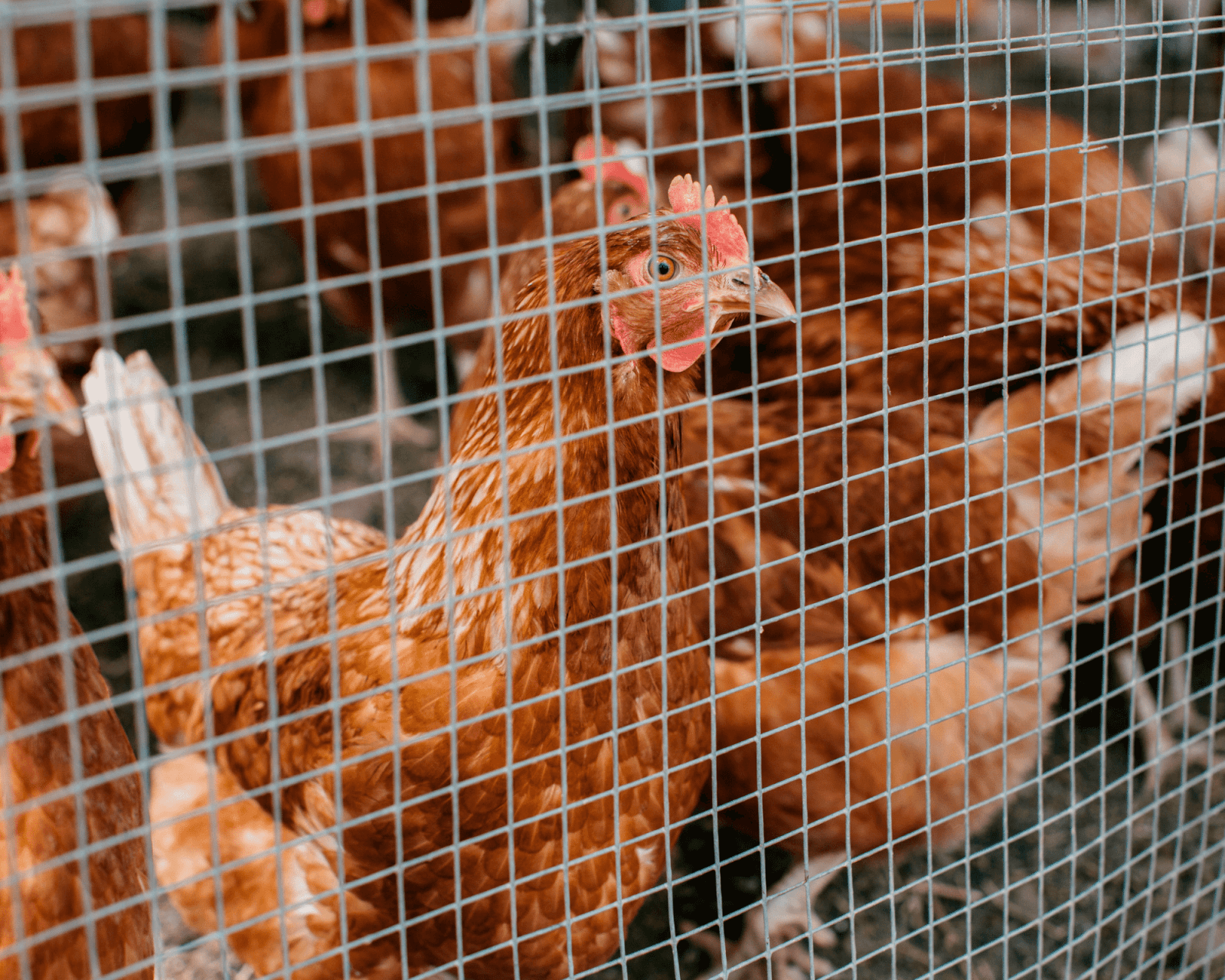 chickens in quarantine