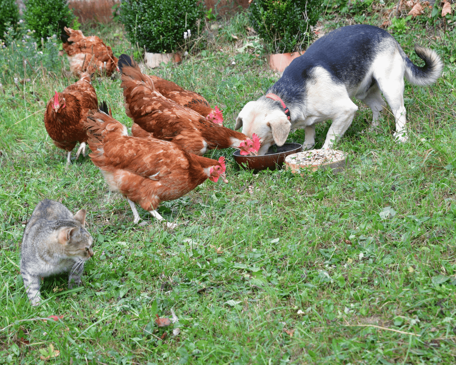 mixing chickens and dog