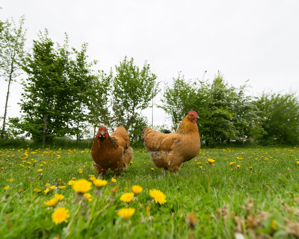 keeping chickens in garden