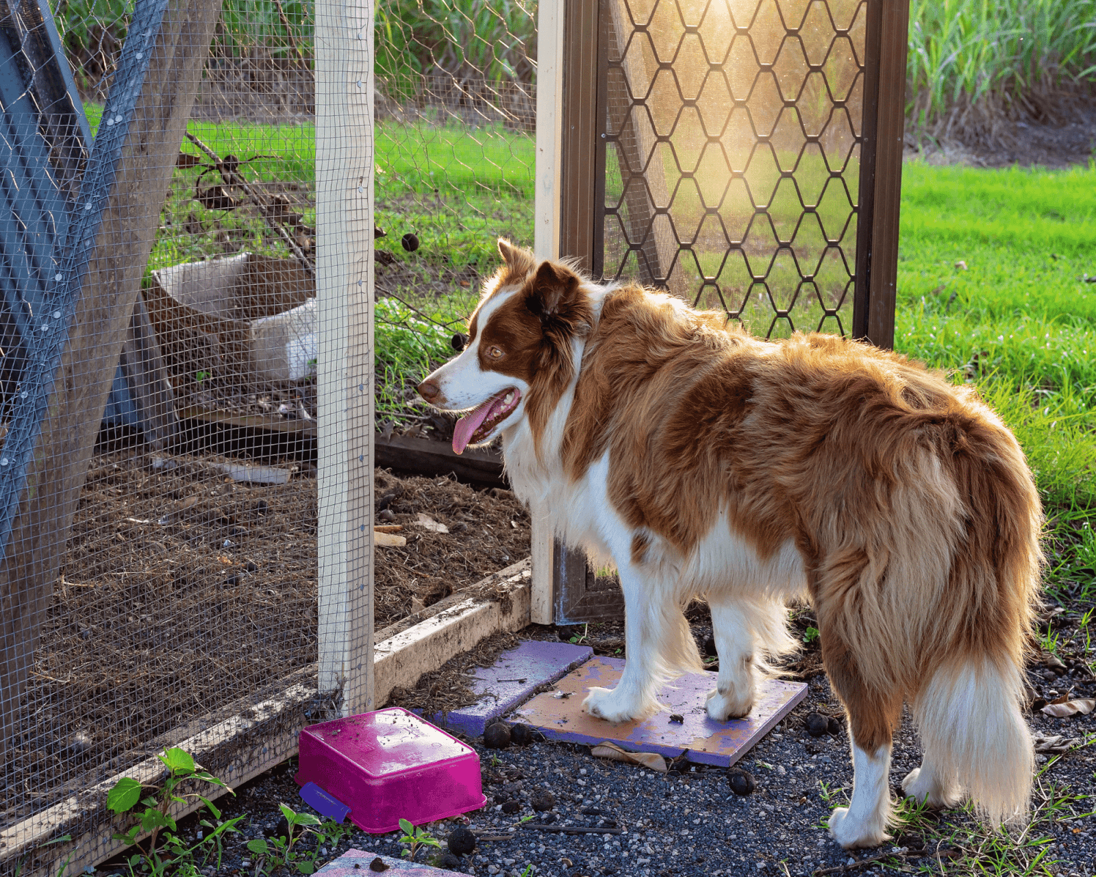 dog and chicken coop