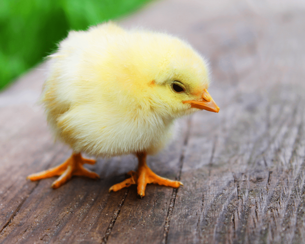 chick