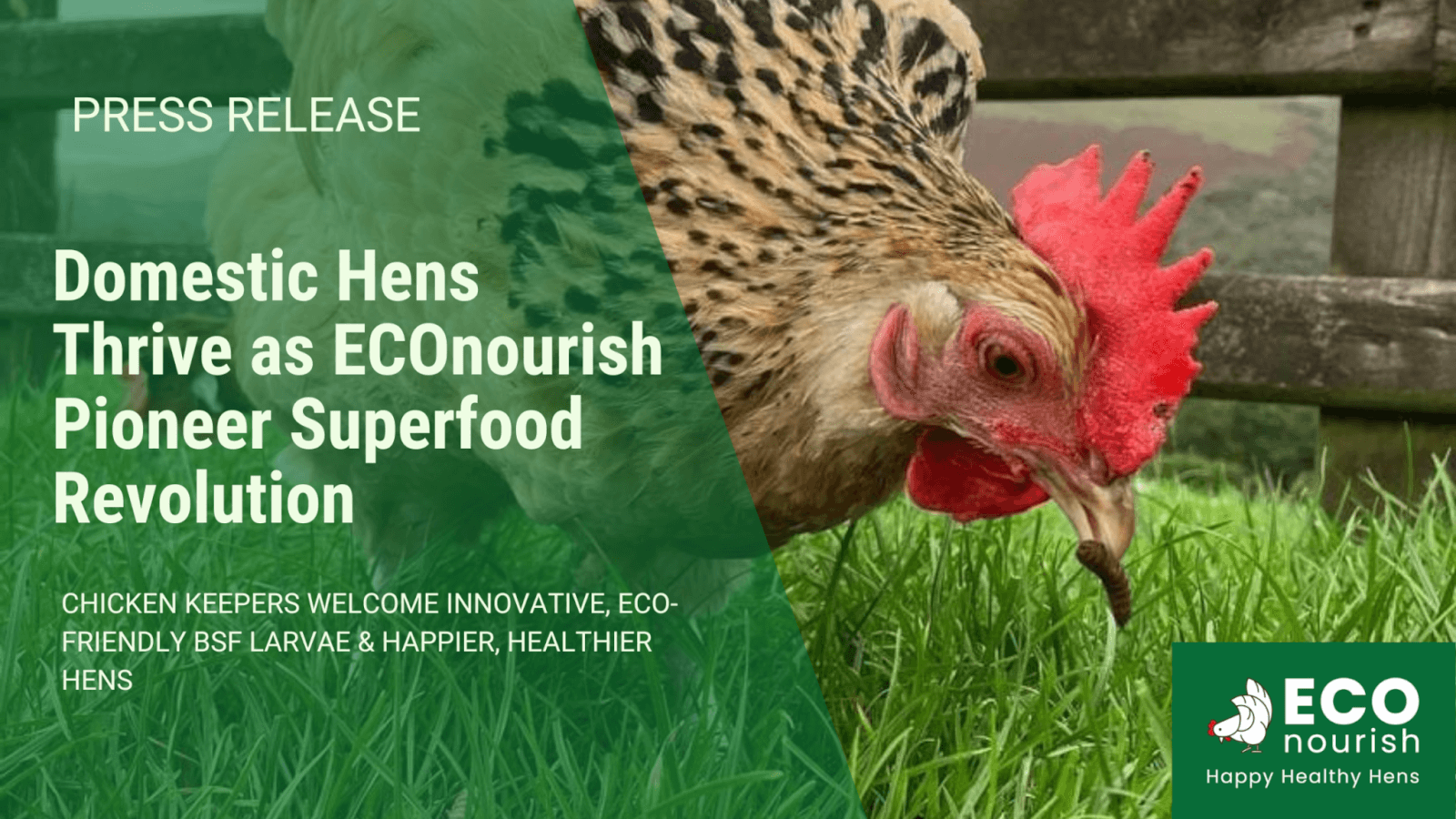 Domestic Hens Thrive as ECOnourish Pioneer Superfood Revolution. Image of hen pecking live BSF larvae.
