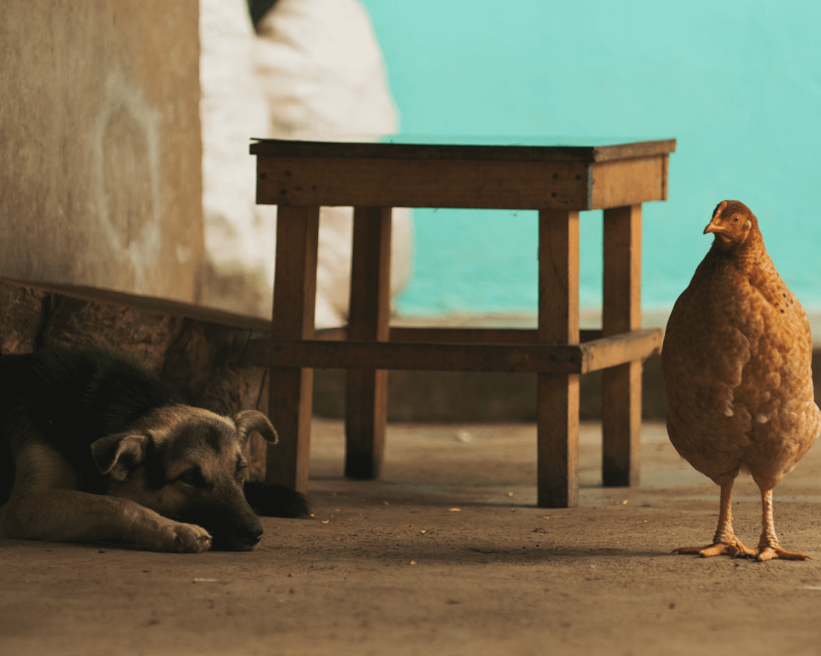 chicken and dog